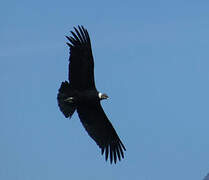 Andean Condor