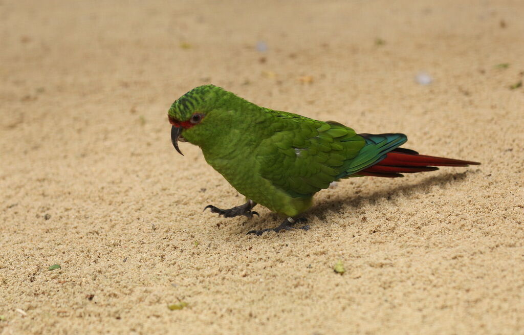 Conure à long bec