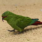 Conure à long bec