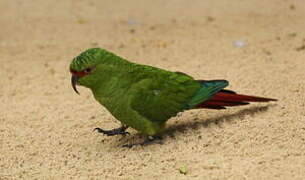 Conure à long bec