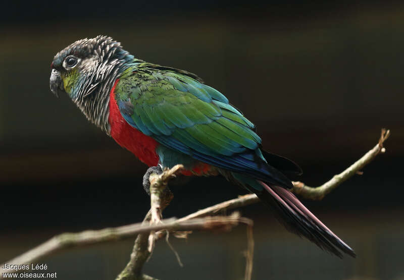 Crimson-bellied Parakeet, identification