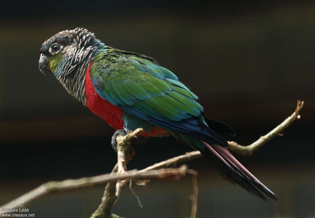 Conure à ventre rouge, identification