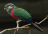 Conure à ventre rouge