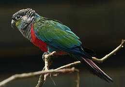 Crimson-bellied Parakeet