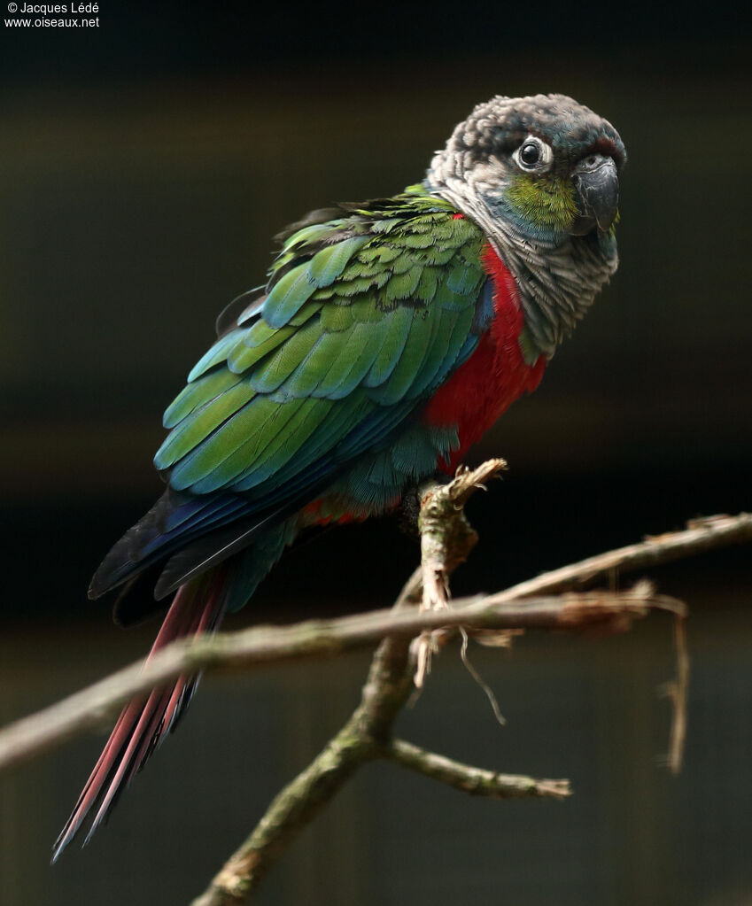 Conure à ventre rouge