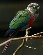 Conure à ventre rouge