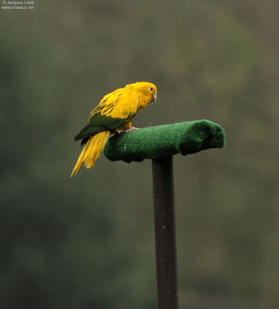 Conure dorée