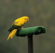 Golden Parakeet