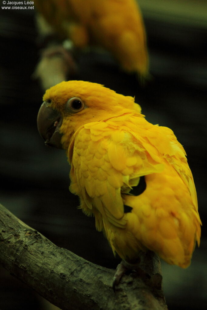 Golden Parakeet