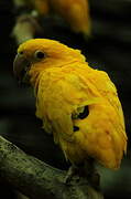 Golden Parakeet