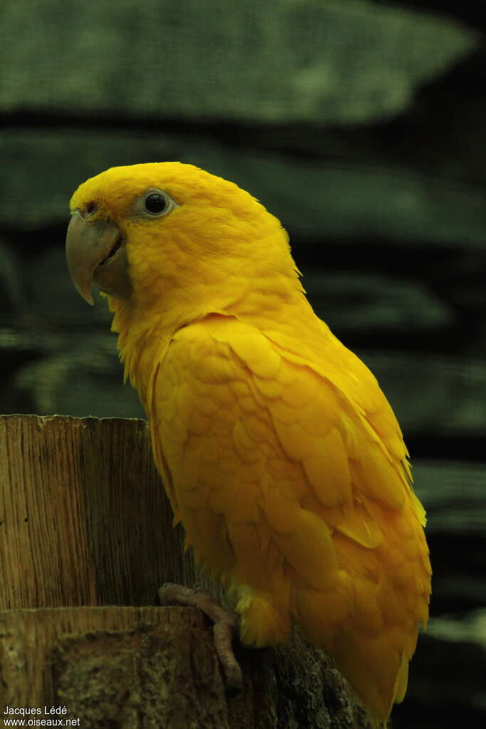 Golden Parakeet