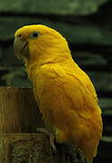 Golden Parakeet