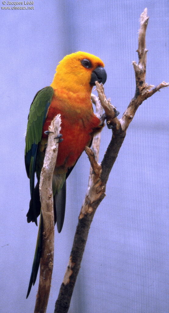 Jandaya Parakeet