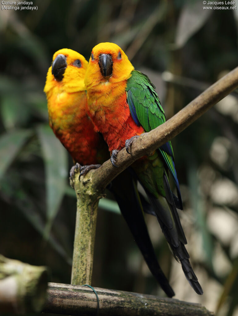 Conure jandaya