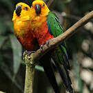 Conure jandaya