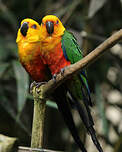 Conure jandaya