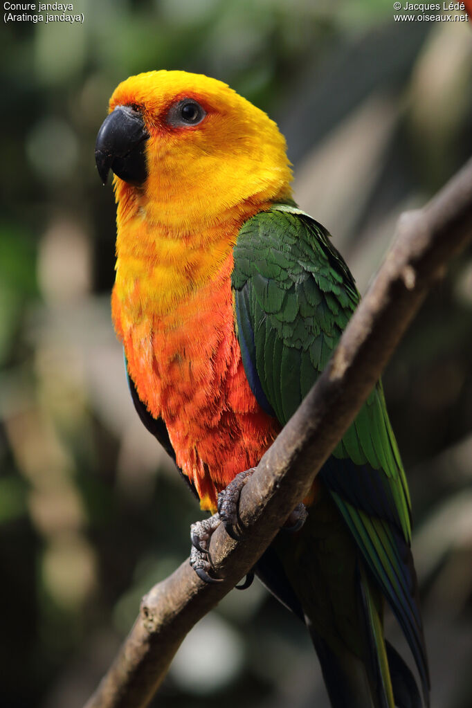 Conure jandaya