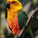 Conure jandaya