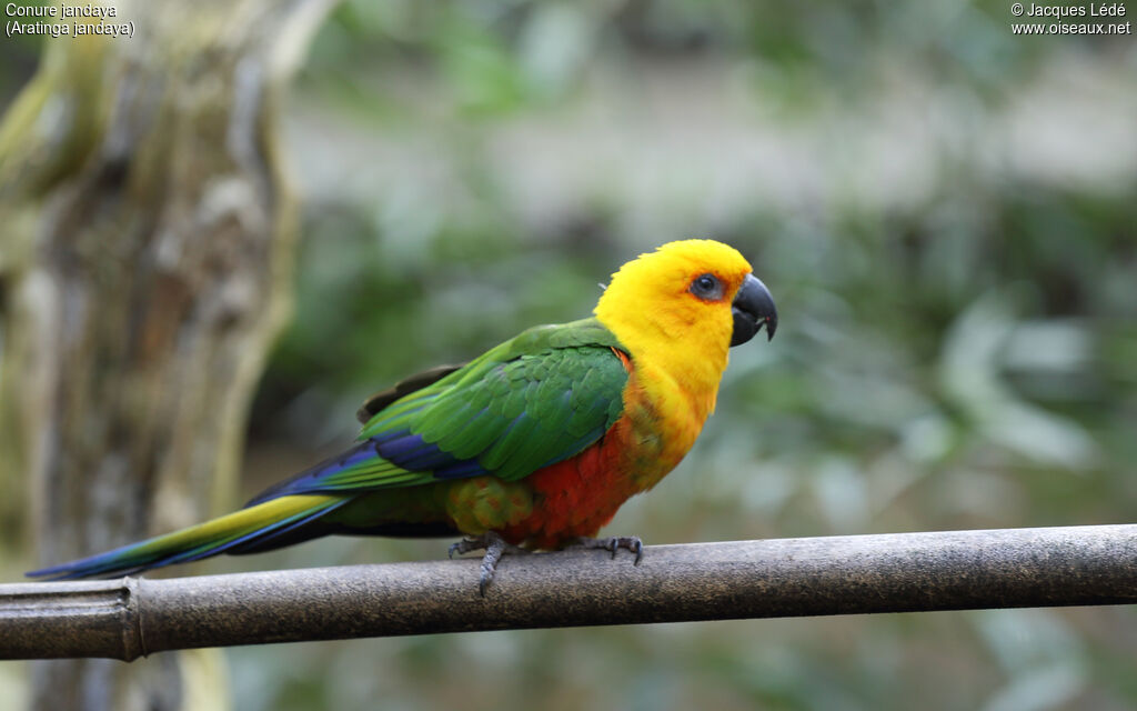 Jandaya Parakeet