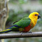 Conure jandaya