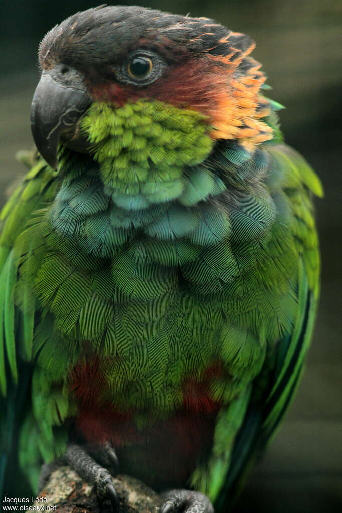 Conure tiriba