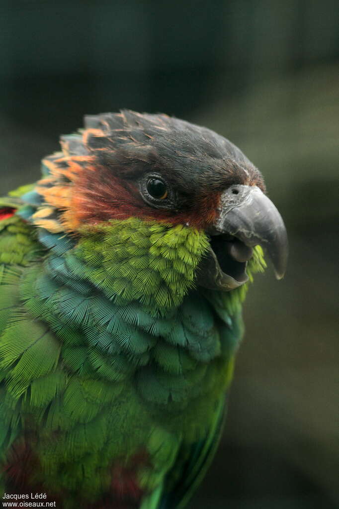 Ochre-marked Parakeet