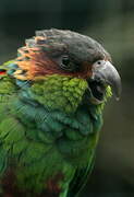 Ochre-marked Parakeet