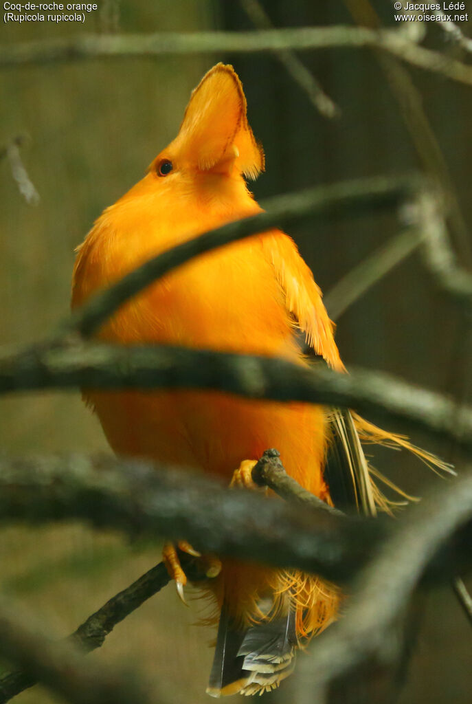 Coq-de-roche orange