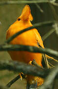 Guianan Cock-of-the-rock