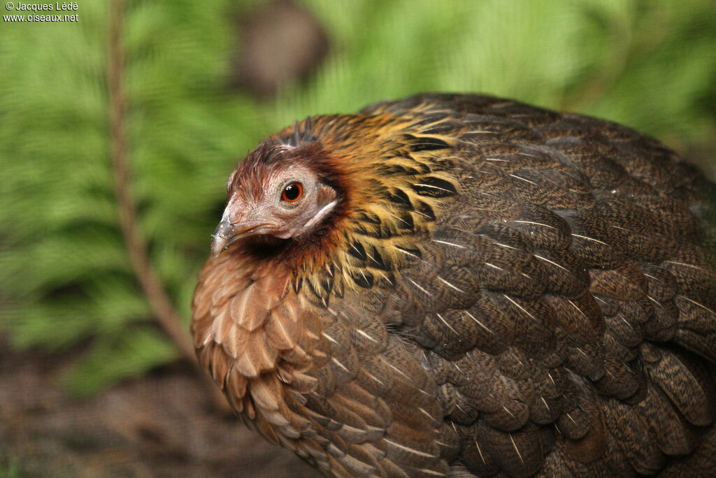 Red Junglefowl