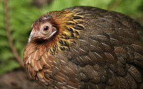 Red Junglefowl