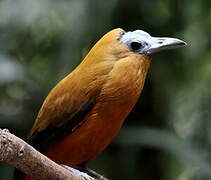 Capuchinbird