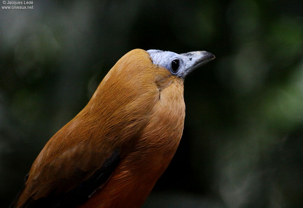 Capuchinbird