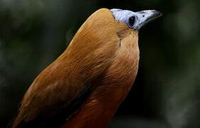 Capuchinbird