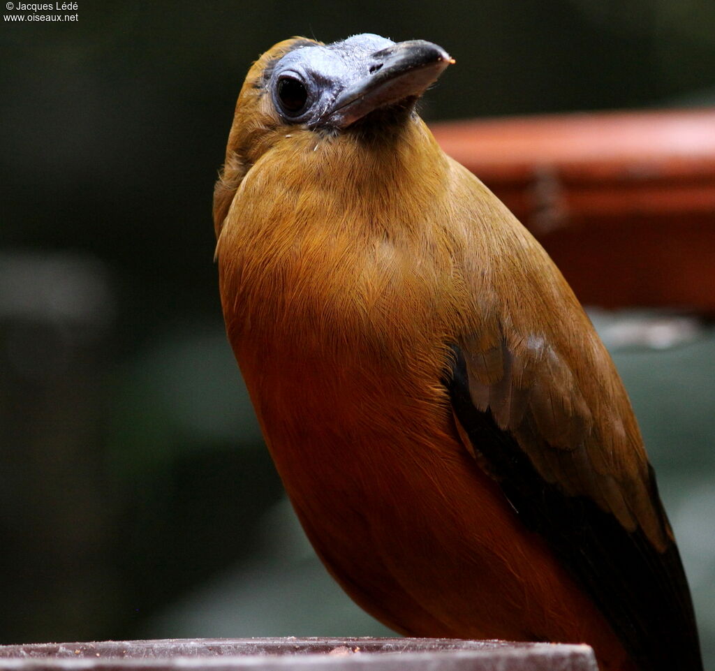 Capuchinbird