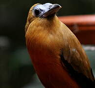 Capuchinbird