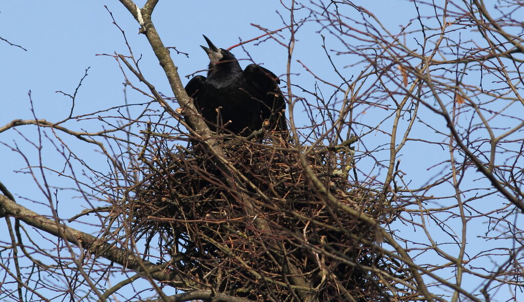 Corbeau freux