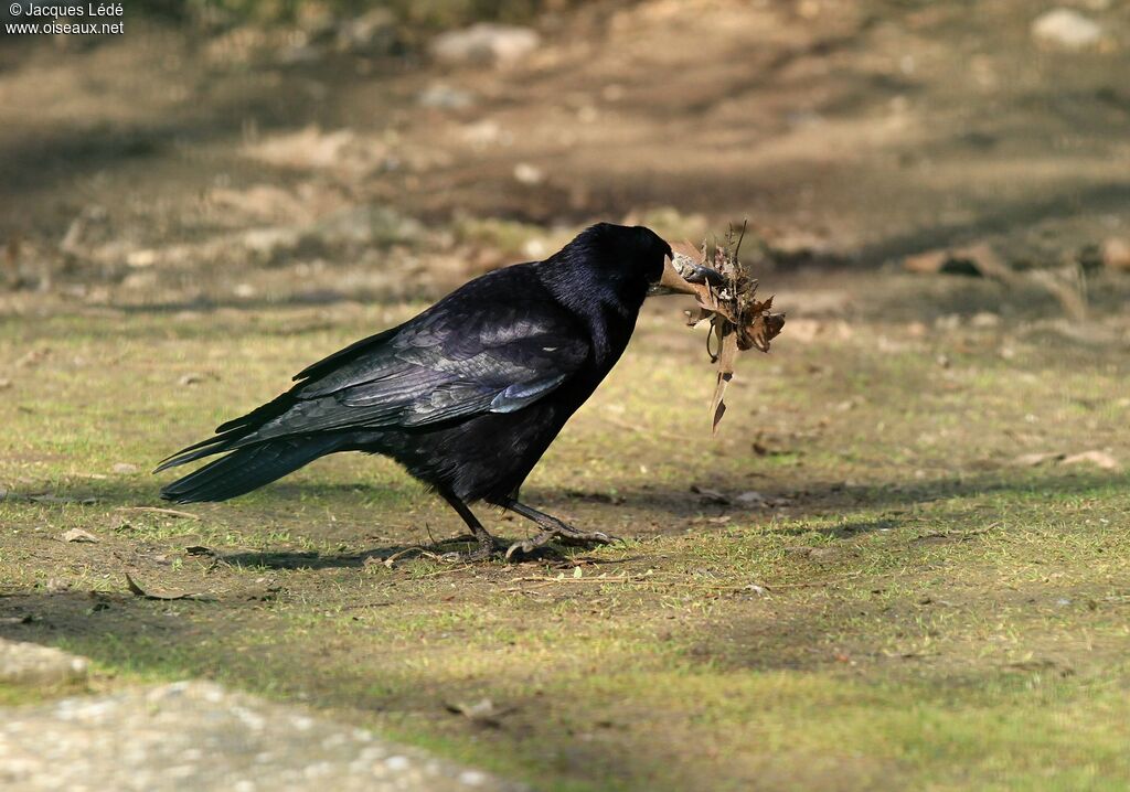 Corbeau freux