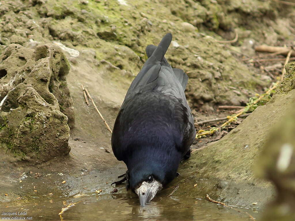 Corbeau freuxadulte, boit