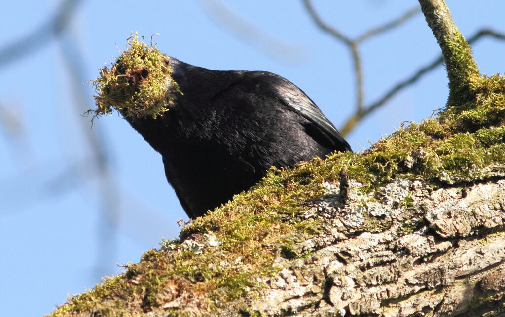 Corbeau freux