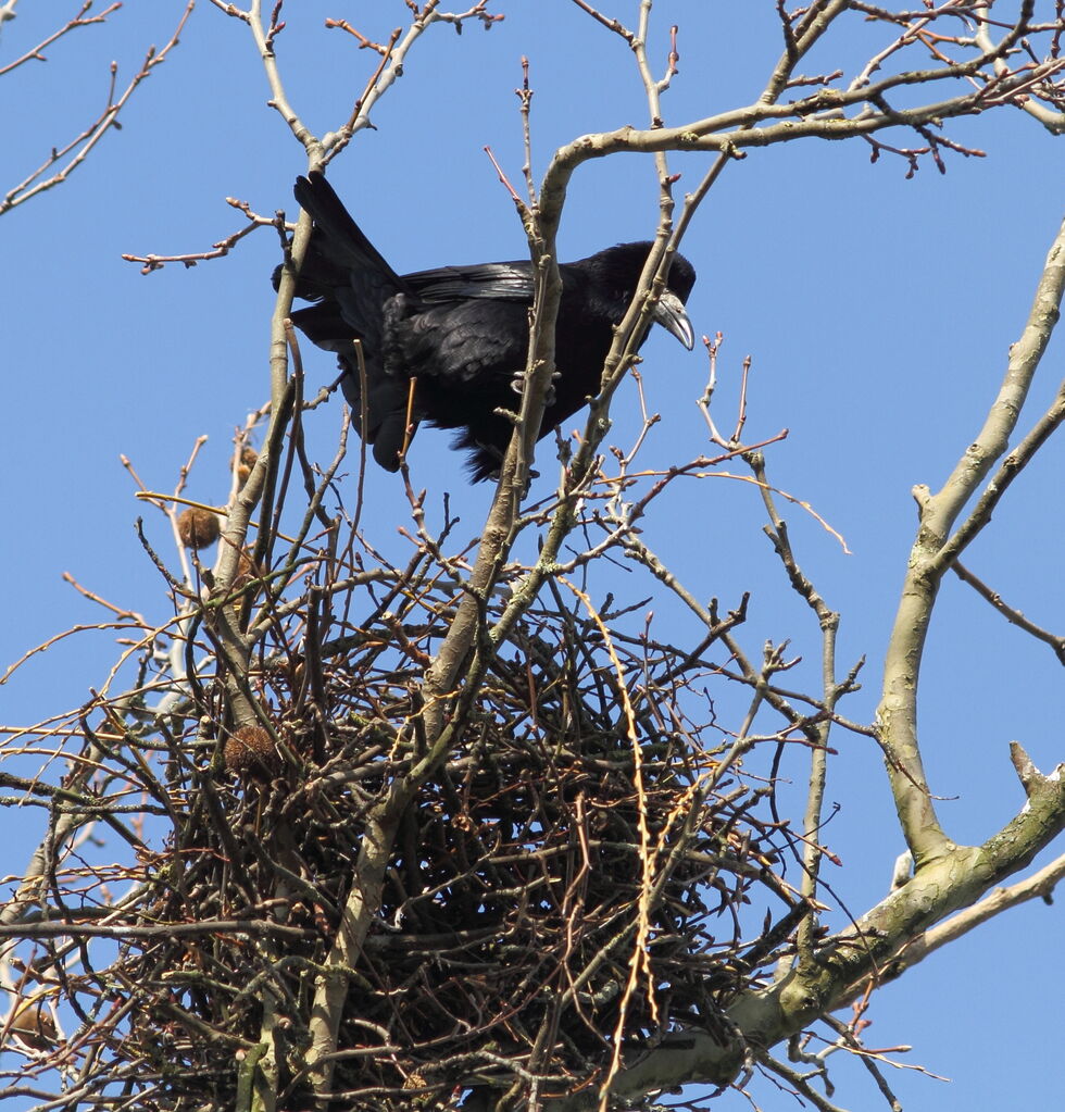 Corbeau freux