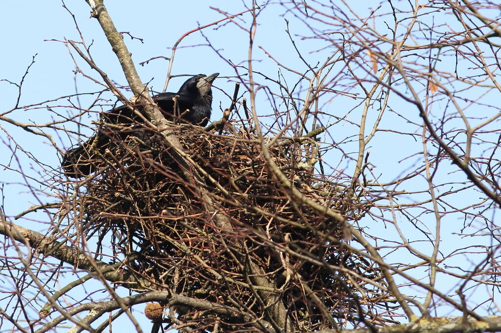 Corbeau freux