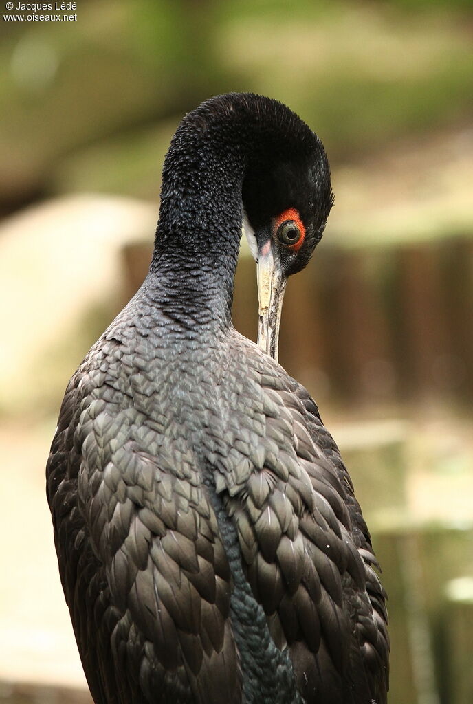 Guanay Cormorant