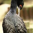 Cormoran de Bougainville