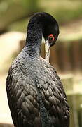 Guanay Cormorant