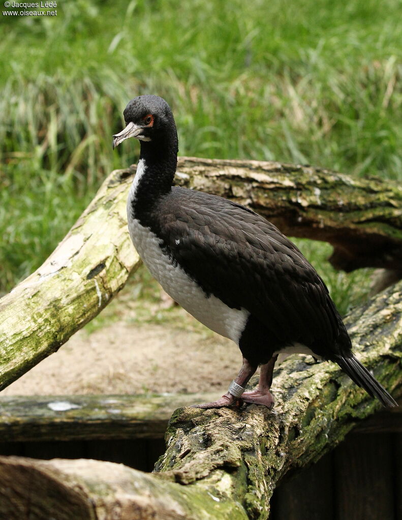 Cormoran de Bougainville