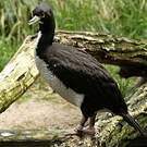 Cormoran de Bougainville
