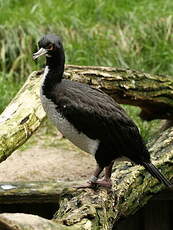 Cormoran de Bougainville