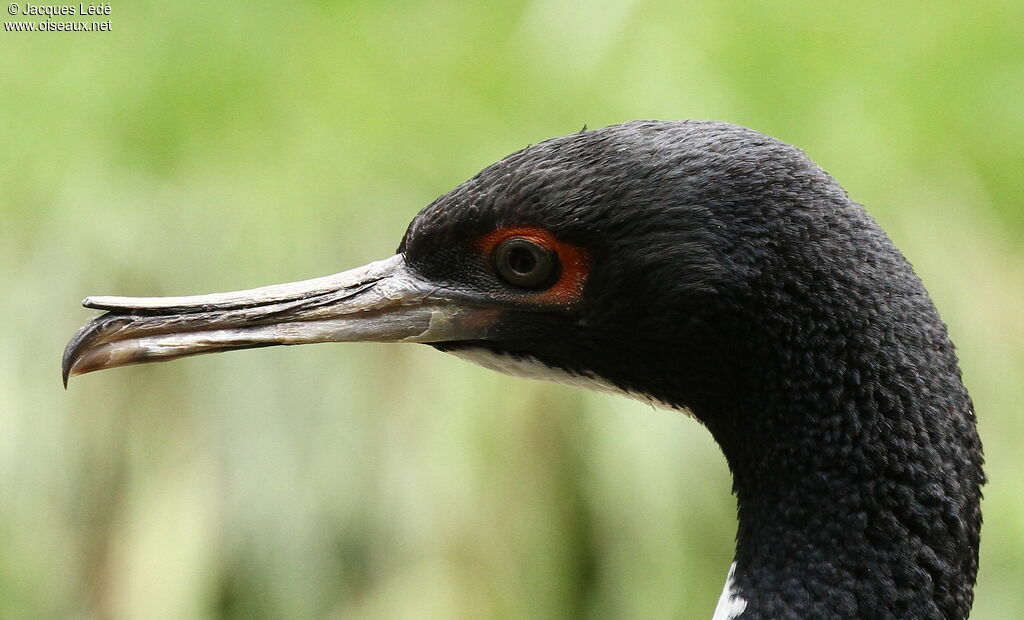 Guanay Cormorant