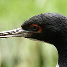 Cormoran de Bougainville